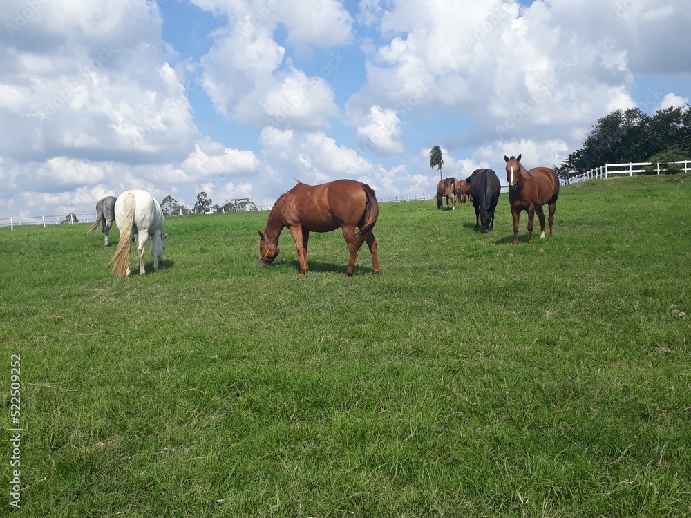 Obraz premium horses on the meadow