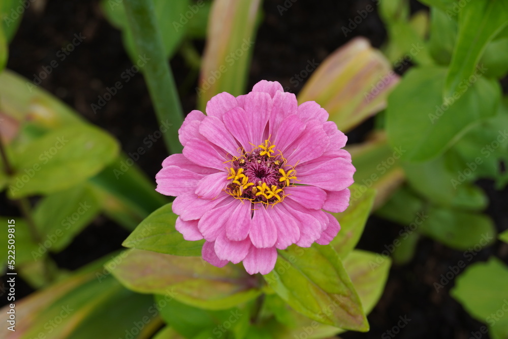 Obraz premium Zinnia