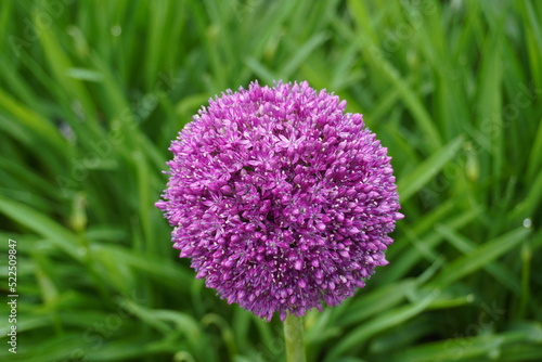 Allium photo