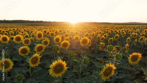 Balatonfuzfo, Hungary - 4K drone video of a sunflower field on a warm sunny day. Aerial view of sunflowers with slow camera movement forward and sunlight across a sunflower crop field