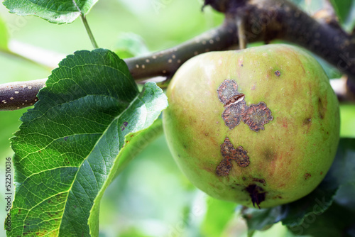 Tableau sur toile Fungal disease apple scab caused by Venturia inaequalis fungus