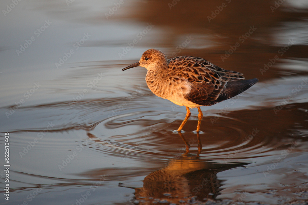 Fototapeta premium Kampfläufer / Ruff / Calidris pugnax