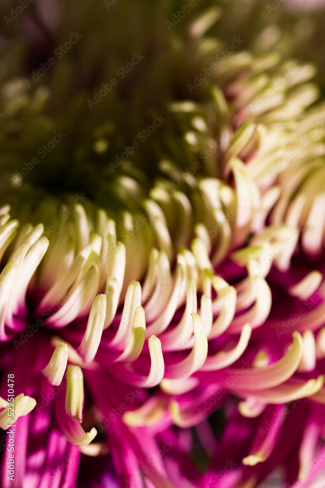 Naklejka premium Large bud of beautiful chrysanthemum Rosanna Charlotte with pink and green petals macro photo. Duo toned chrysanthemum flower big blooms, collectively known as kotengiku or antique chrysanthemums.