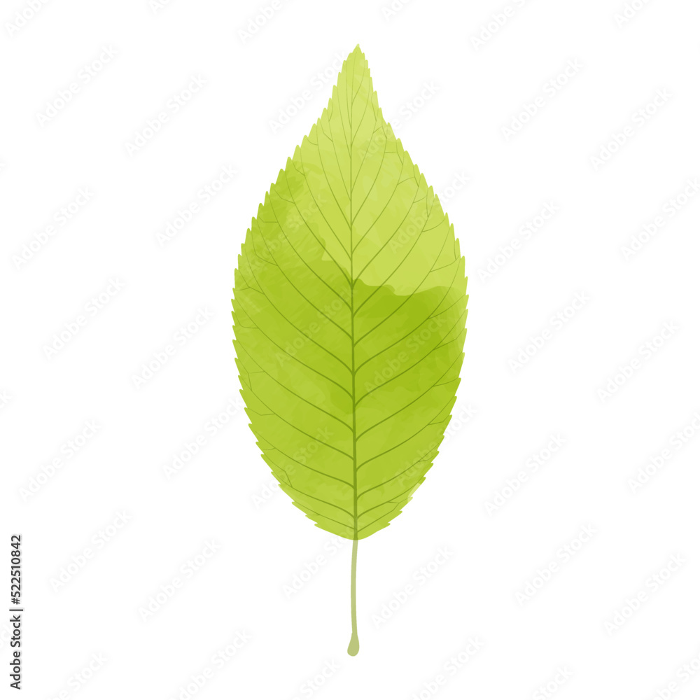 Fototapeta premium Vector watercolor illustration of a yellow green leaf isolated on background.
