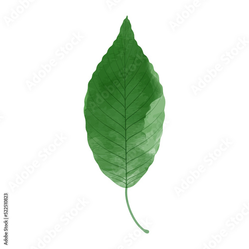 Vector watercolor illustration of a green leaf isolated on background.