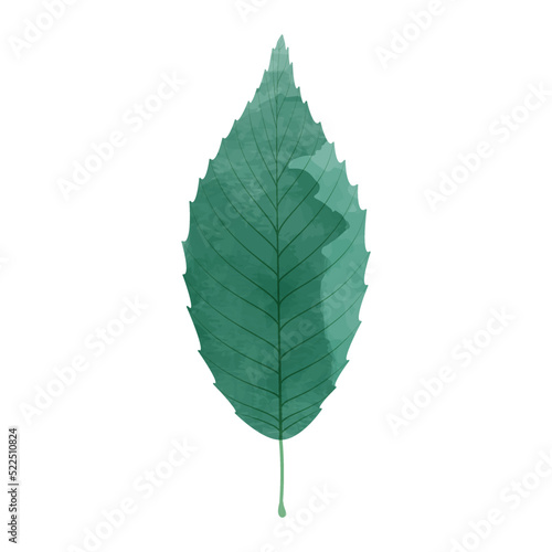 Vector watercolor illustration of a green leaf isolated on background.