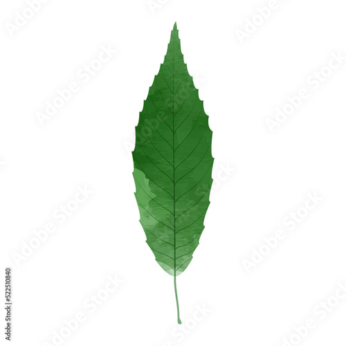 Vector watercolor illustration of a green leaf isolated on background.