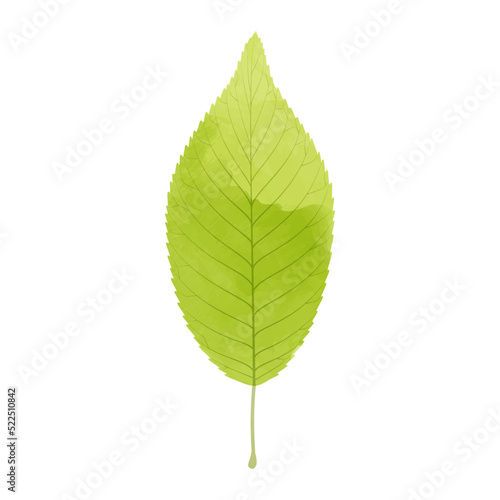 Vector watercolor illustration of a yellow green leaf isolated on background.