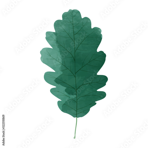 Vector watercolor illustration of an oak leaf isolated on background.