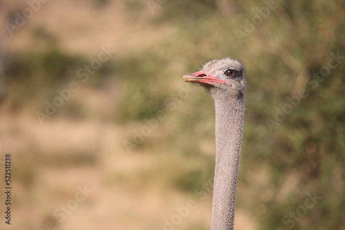 Strauß / Ostrich / Struthio camelus photo