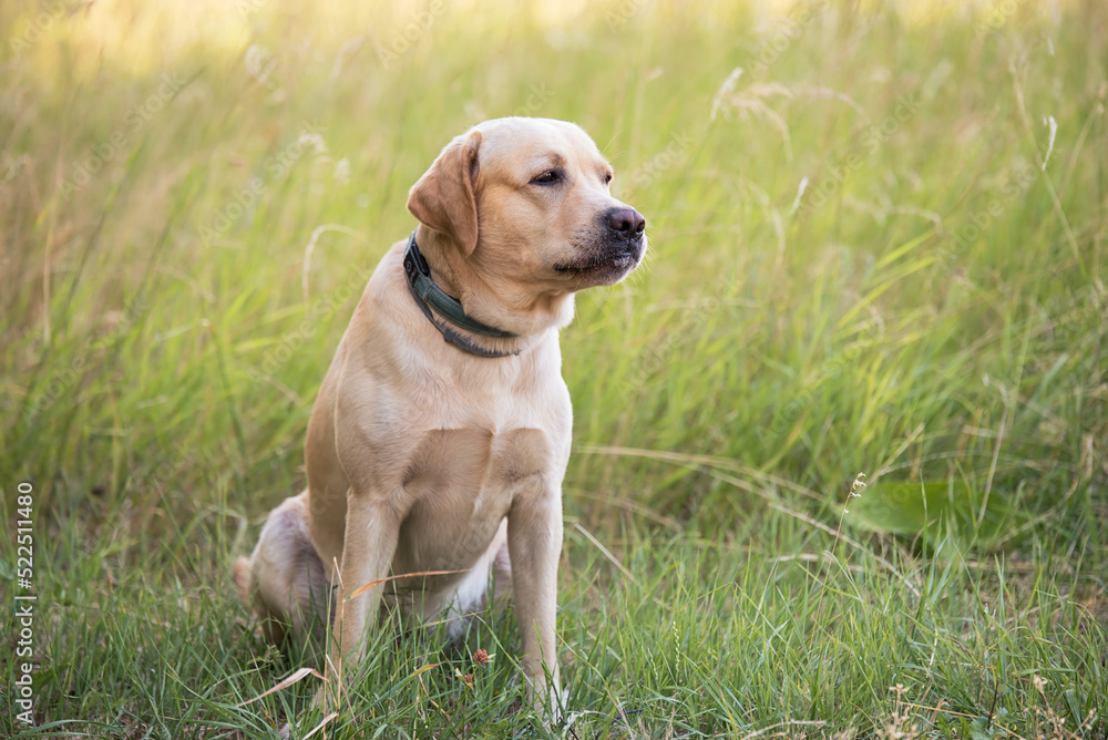 Adorable Labrador dog sitting in the green park Adorable Labrador dog sitting in the green park