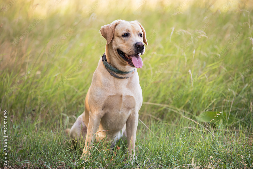 Adorable Labrador dog sitting in the green park