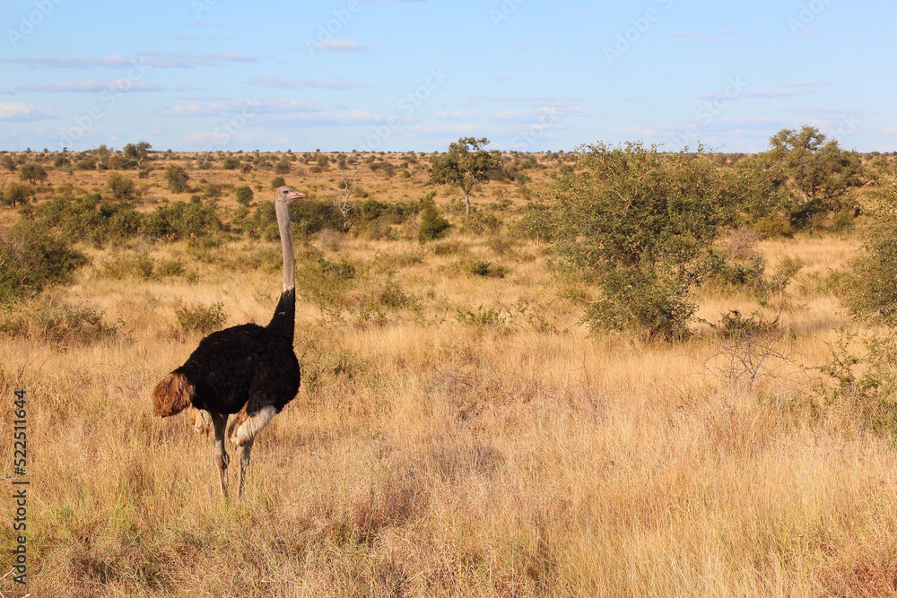 Naklejka premium Strauß / Ostrich / Struthio camelus