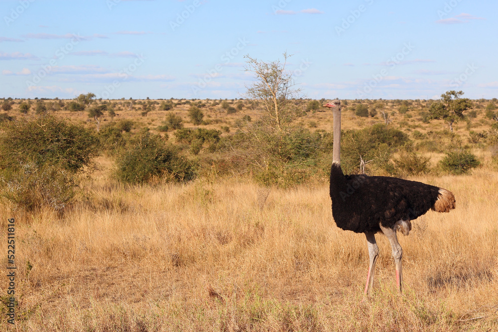 Naklejka premium Strauß / Ostrich / Struthio camelus