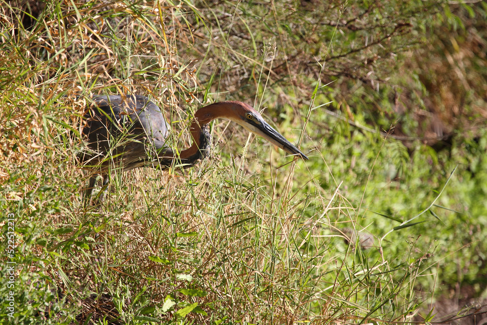 Goliathreiher / Goliath heron / Ardea goliath. Goliathreiher / Goliath heron / Ardea goliath.