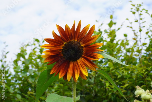 Sunflower photo