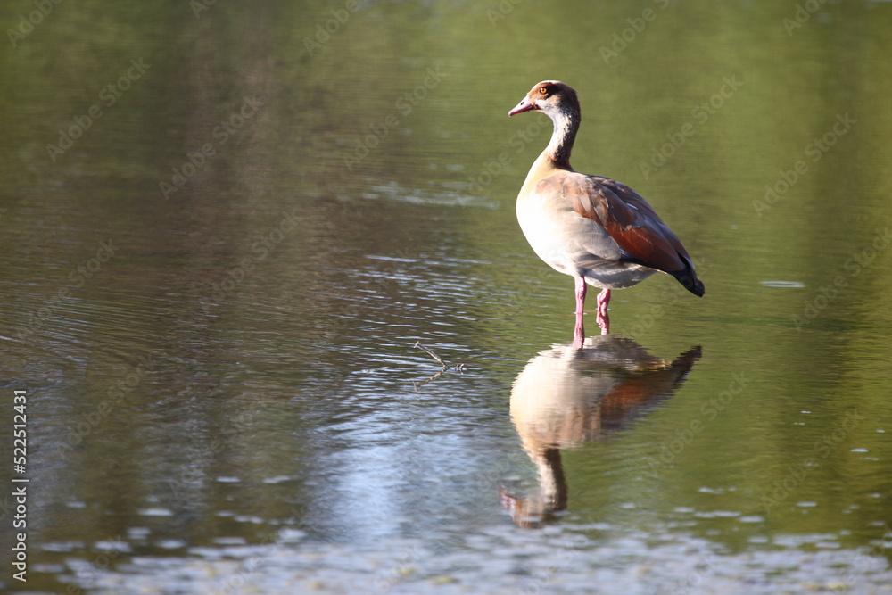 Nilgans / Egyptian goose / Alopochen aegyptiacus.. Nilgans / Egyptian goose / Alopochen aegyptiacus..