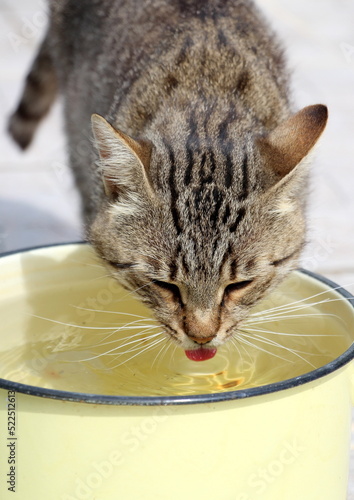 Striped cute cat drinks water in hot summer.