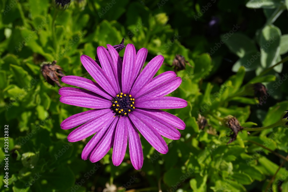 Obraz premium Aster