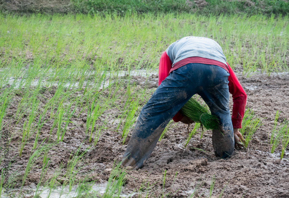 farmer working in field farmer working in field