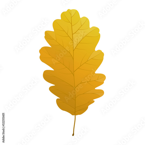 Vector illustration of an autumn oak leaf isolated on background.