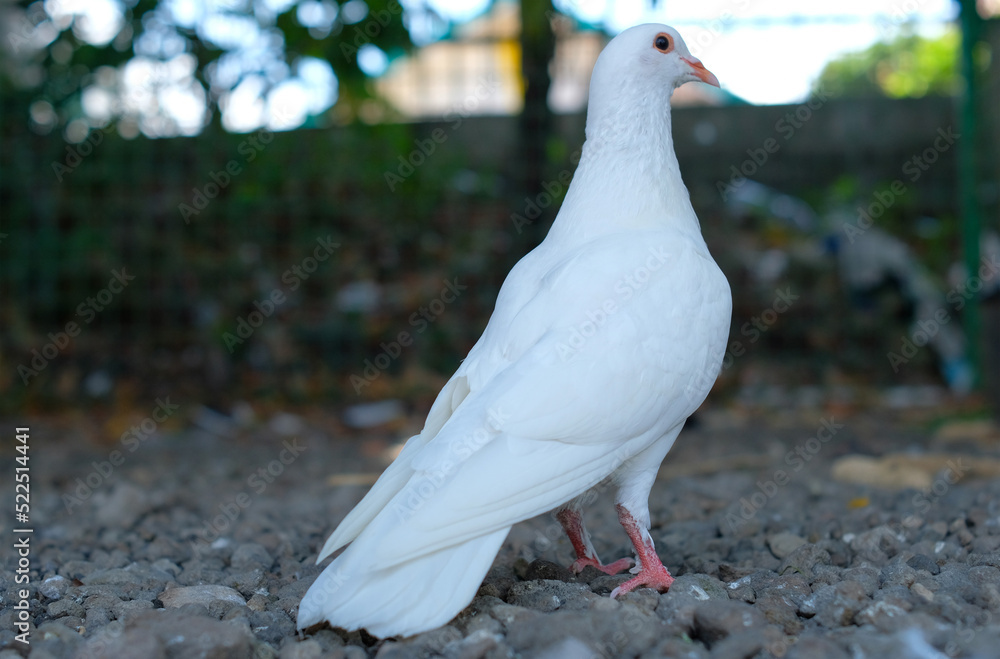 Fototapeta premium White pigeon - Close up detail of White Pigeon. Pigeon isolated