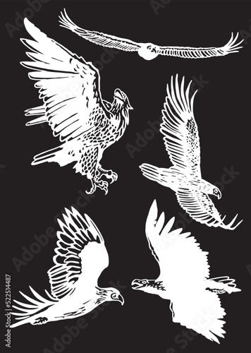 Vector set of eagles on black isolated ,graphical illustration,ornitology concept. Bald eagle as symbol of America