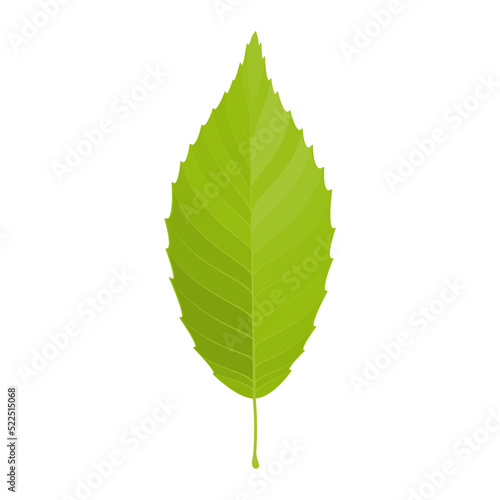 Vector illustration of a yellow green leaf isolated on background.