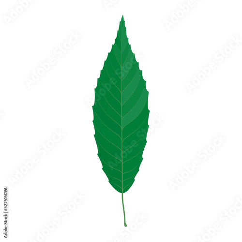 Vector illustration of a green leaf isolated on background.