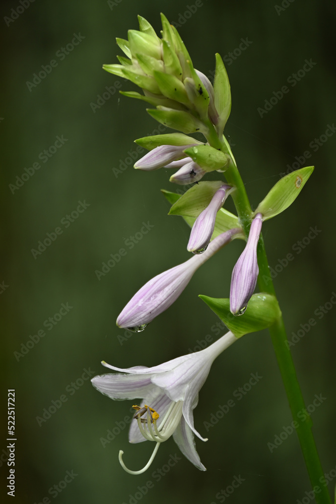 Obraz premium オオバギボウシ(large pale purple flowers)
