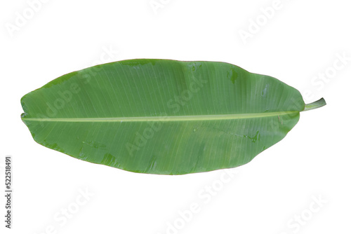 Green banana leaf isolated on transparent background - PNG format.