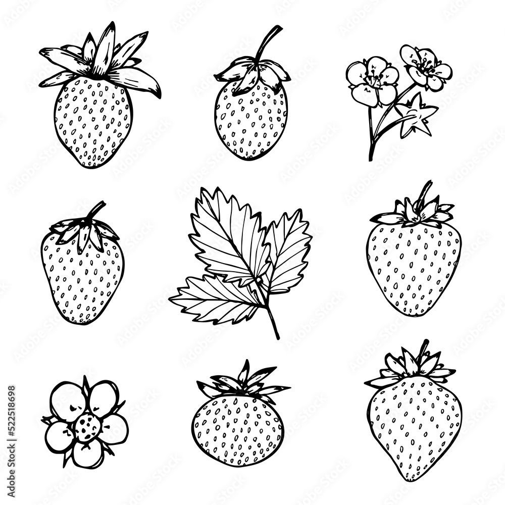 Vector strawberry clipart. Hand drawn berry icon. Fruit illustration