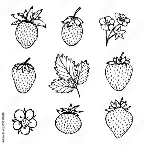 Vector strawberry clipart. Hand drawn berry icon. Fruit illustration. For print, web, design, decor, logo.