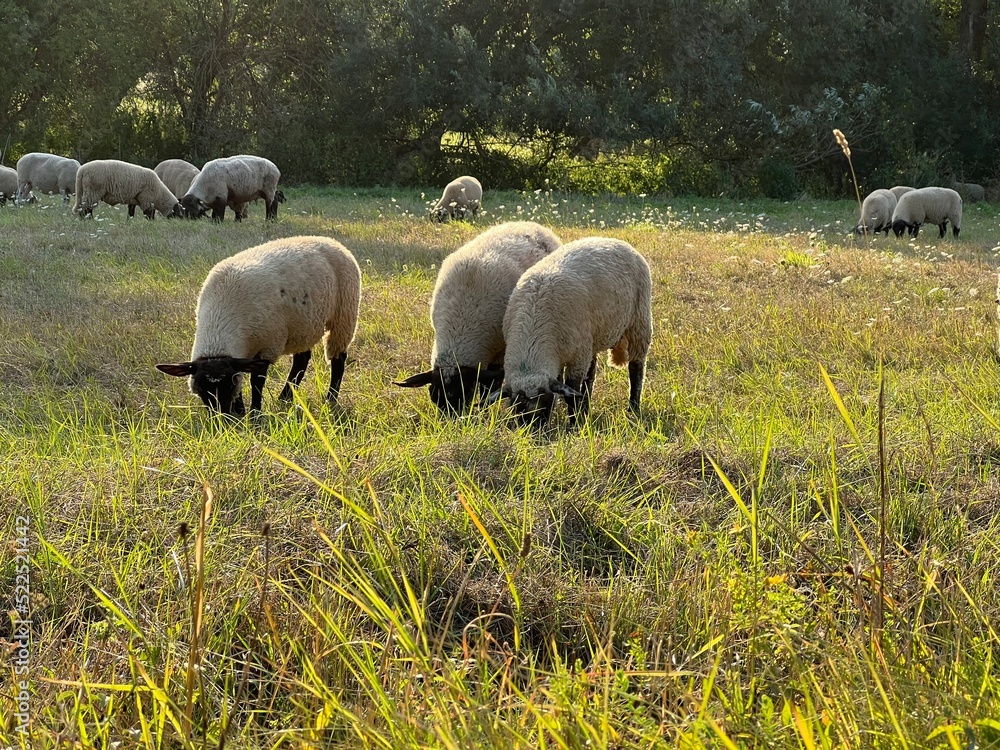 Fototapeta premium sheep in the field
