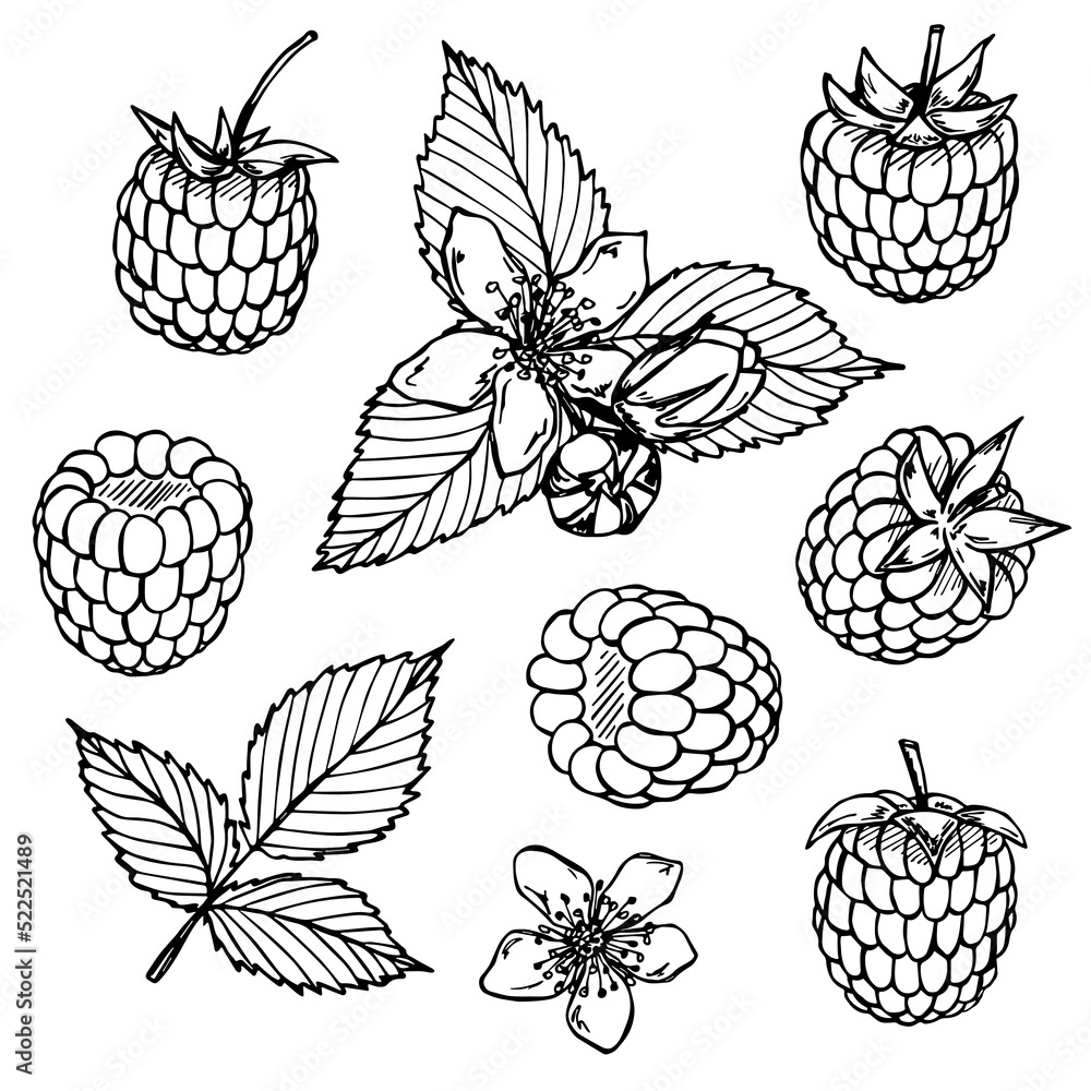 Vector set of raspberry clipart. Hand drawn berry icon. Fruit illustration. For print, web, design, decor, logo. Vector set of raspberry clipart. Hand drawn berry icon. Fruit illustration. For print, web, design, decor, logo.