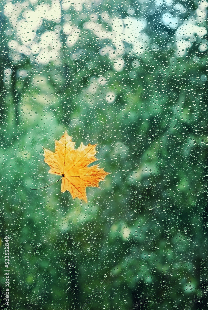 autumn orange maple leaf on window glass with rainy drops texture, abstract blurred background. fall season concept. symbol of autumn - obrazy, fototapety, plakaty 