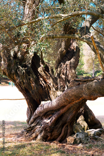 The oldest olive tree in the Croatia Brijuni national park on Istria islands