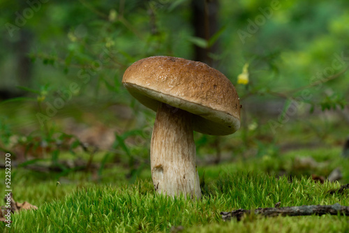 Beautiful fresh Edible Mushrooms, porcini mushrooms in the woods.