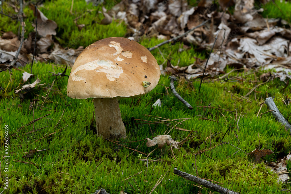 White mushroom in the forest against the background of green vegetation. Awesome boletus grows in wildlife. Porcini bolete mushrooms. Soft focus