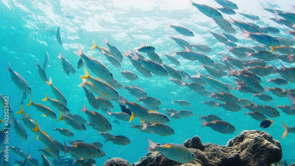 School of fish swim underwater in the sea. Tropical reef with abundance of fishes in the Maldives