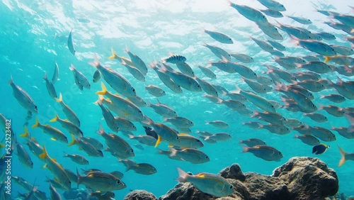 School of fish swim underwater in the sea. Tropical reef with abundance of fishes in the Maldives