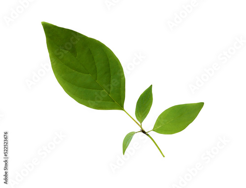 Green Leaf On White