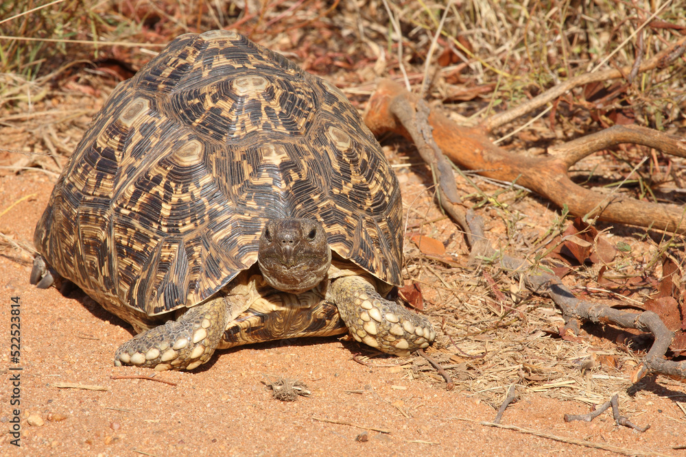 Fototapeta premium Leopardenschildkröte / Leopard tortoise / Geochelone pardalis