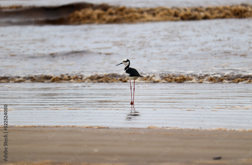 Photograph of a White-backed stilt. The bird was found on the beach of Atlântida, in Rio Grande do Sul, Brazil. Photograph of a White-backed stilt. The bird was found on the beach of Atlântida, in Rio Grande do Sul, Brazil.