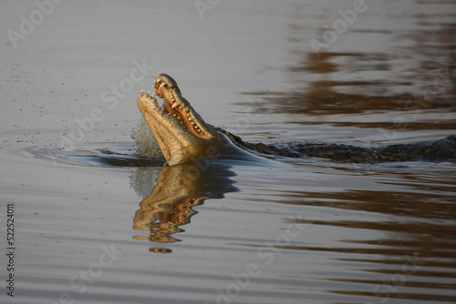 Nilkrokodil / Nile crocodile / Crocodylus niloticus © Ludwig