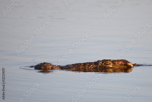 Nilkrokodil / Nile crocodile / Crocodylus niloticus © Ludwig