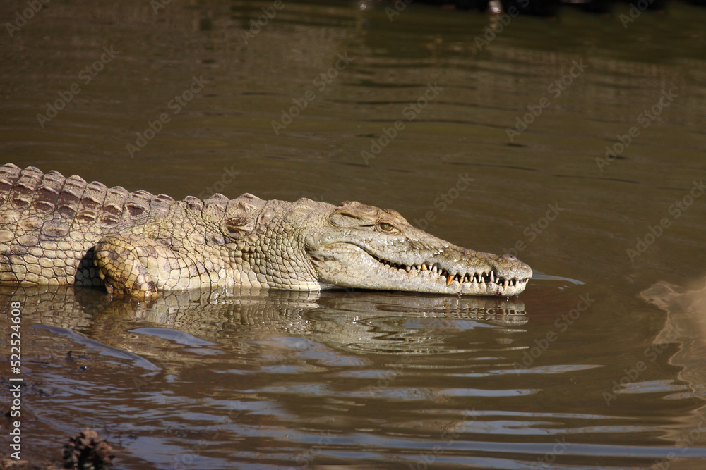 Nilkrokodil / Nile crocodile / Crocodylus niloticus Nilkrokodil / Nile crocodile / Crocodylus niloticus