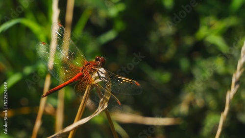 Red dragonfly hunts sitting on a dry stalk.