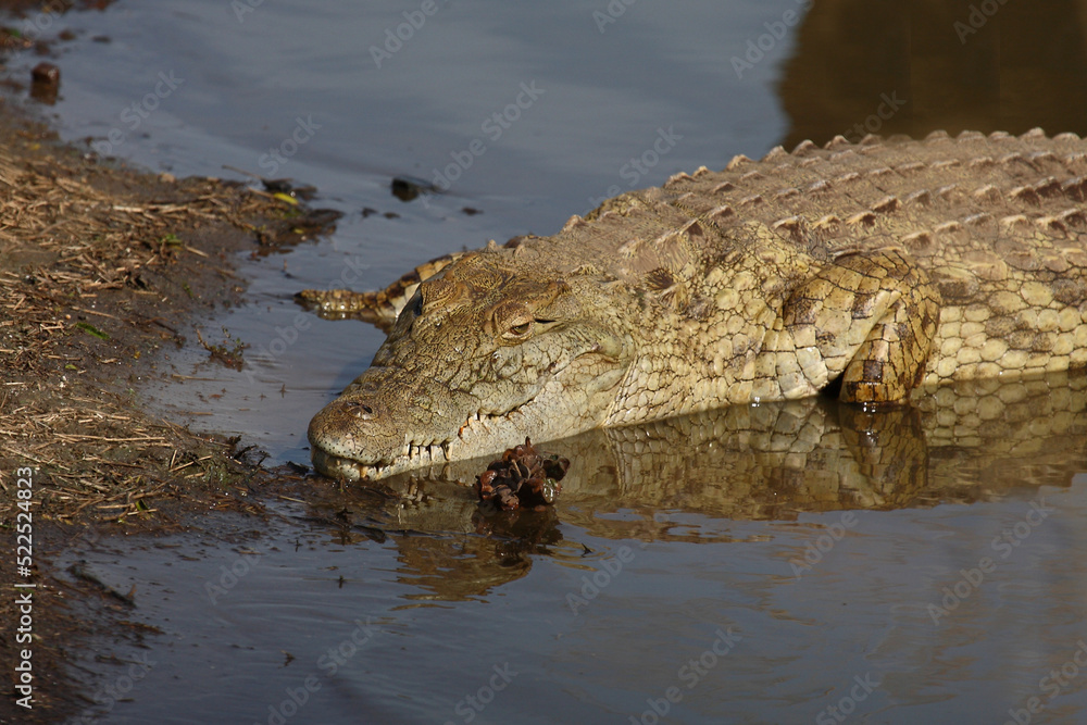 Nilkrokodil / Nile crocodile / Crocodylus niloticus