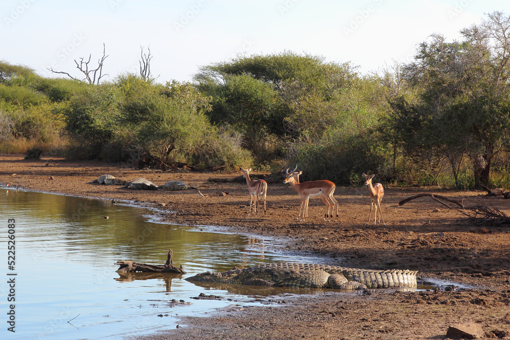 Schwarzfersenantilope / Impala / Aepyceros melampus Schwarzfersenantilope / Impala / Aepyceros melampus